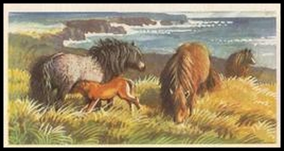 1 The Shetland Pony
